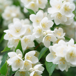 Jasmine Fragrance Oil – Low Allergen