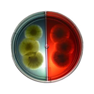 ChroMyco Duo Dermatophyte Test
